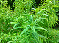 レモンバーナムの画像