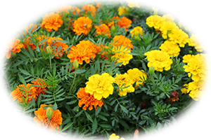 マリーゴールド