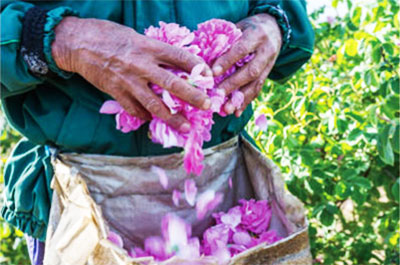 ローズオットー